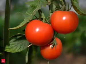 The Great Tomato Caper: